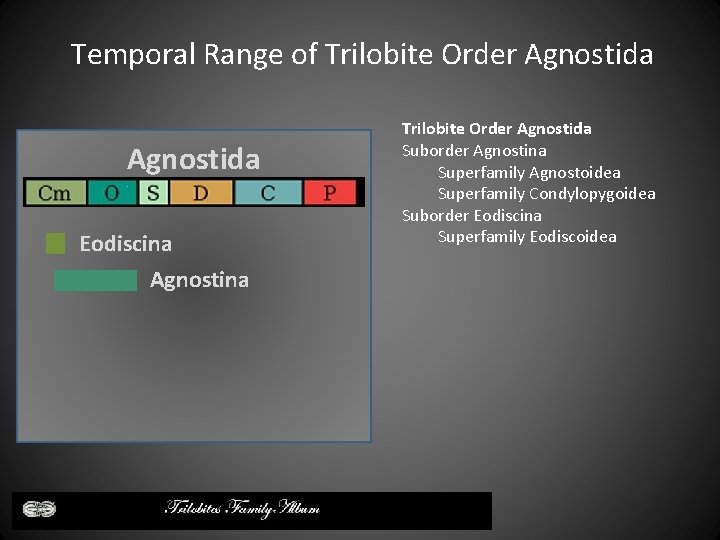 Temporal Range of Trilobite Order Agnostida Eodiscina Agnostina Trilobite Order Agnostida Suborder Agnostina Superfamily