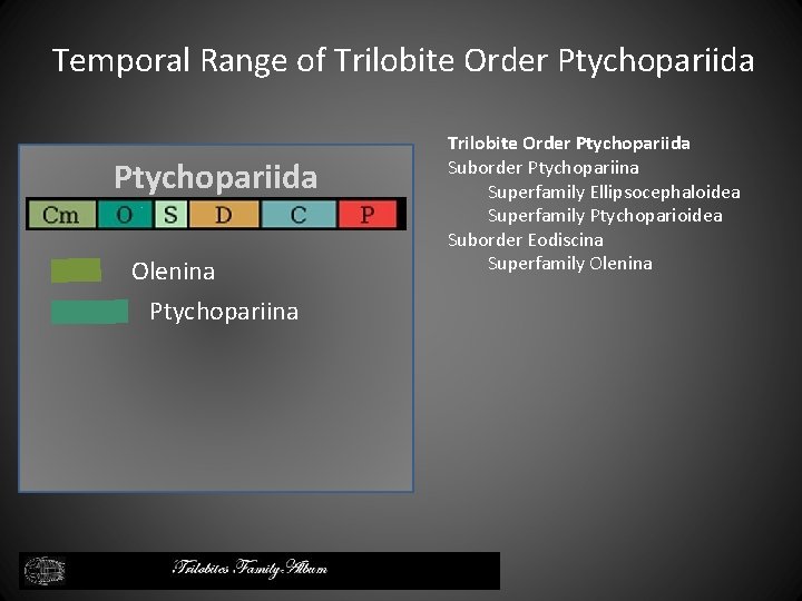 Temporal Range of Trilobite Order Ptychopariida Olenina Ptychopariina Trilobite Order Ptychopariida Suborder Ptychopariina Superfamily