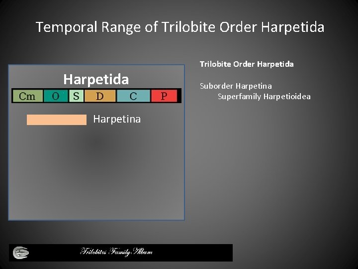 Temporal Range of Trilobite Order Harpetida Harpetina Trilobite Order Harpetida Suborder Harpetina Superfamily Harpetioidea