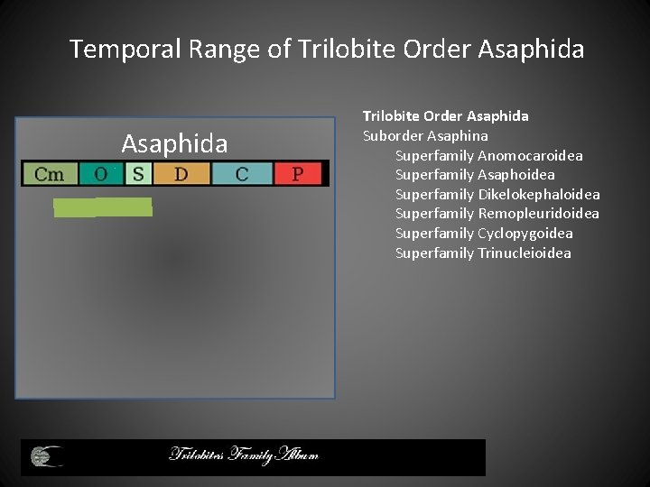 Temporal Range of Trilobite Order Asaphida Suborder Asaphina Superfamily Anomocaroidea Superfamily Asaphoidea Superfamily Dikelokephaloidea