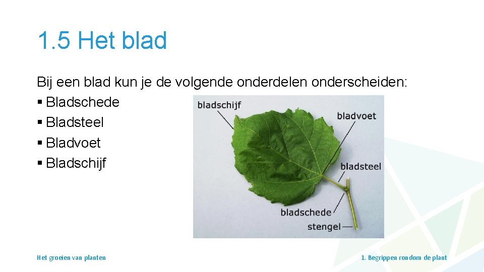 1. 5 Het blad Bij een blad kun je de volgende onderdelen onderscheiden: §