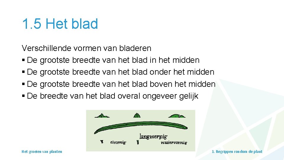 1. 5 Het blad Verschillende vormen van bladeren § De grootste breedte van het