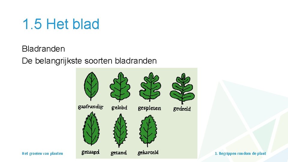 1. 5 Het blad Bladranden De belangrijkste soorten bladranden Het groeien van planten 1.