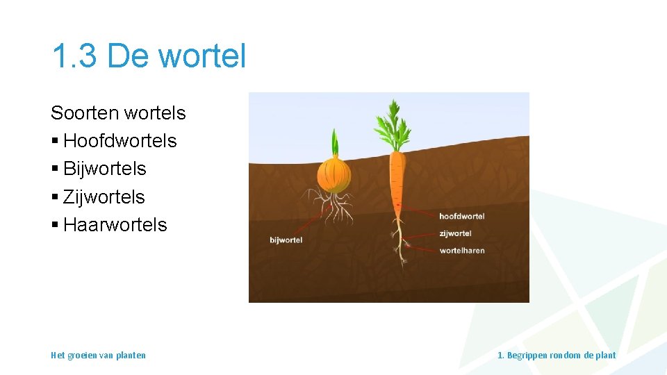 1. 3 De wortel Soorten wortels § Hoofdwortels § Bijwortels § Zijwortels § Haarwortels