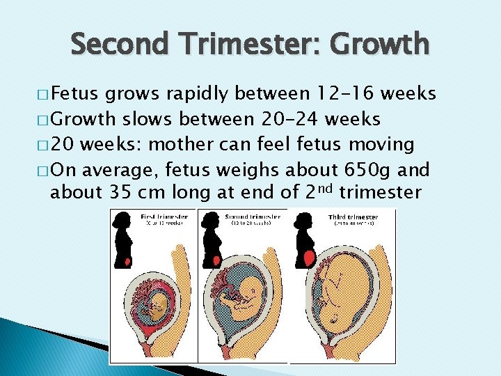 Second Trimester: Growth � Fetus grows rapidly between 12 -16 weeks � Growth slows Second Trimester: Growth � Fetus grows rapidly between 12 -16 weeks � Growth slows