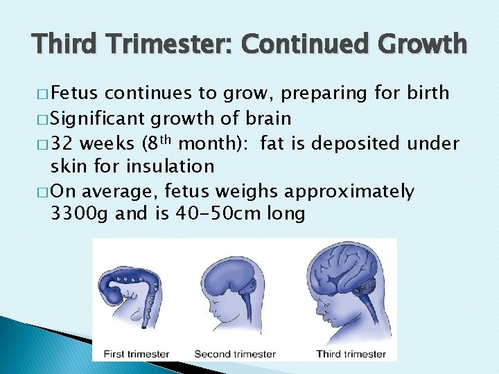 Third Trimester: Continued Growth � Fetus continues to grow, preparing for birth � Significant Third Trimester: Continued Growth � Fetus continues to grow, preparing for birth � Significant