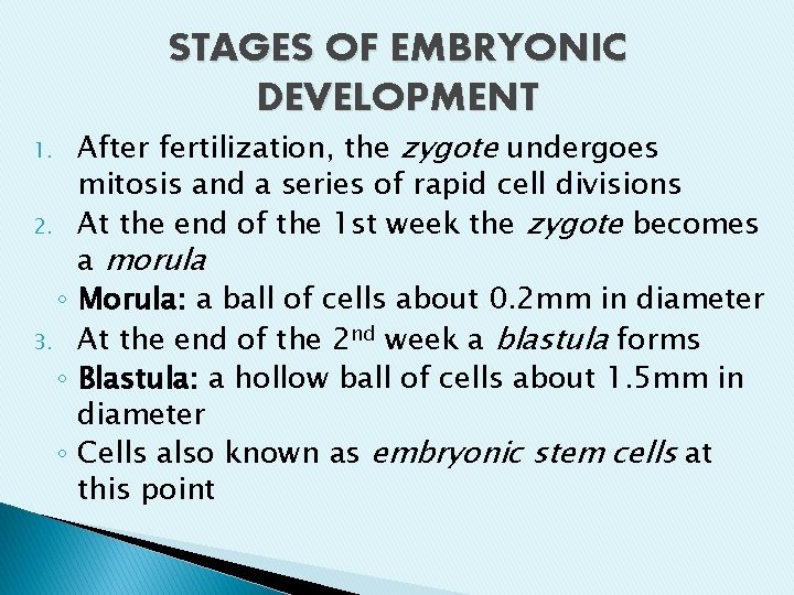 STAGES OF EMBRYONIC DEVELOPMENT After fertilization, the zygote undergoes mitosis and a series of STAGES OF EMBRYONIC DEVELOPMENT After fertilization, the zygote undergoes mitosis and a series of