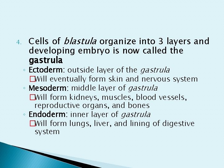 4. Cells of blastula organize into 3 layers and developing embryo is now called 4. Cells of blastula organize into 3 layers and developing embryo is now called