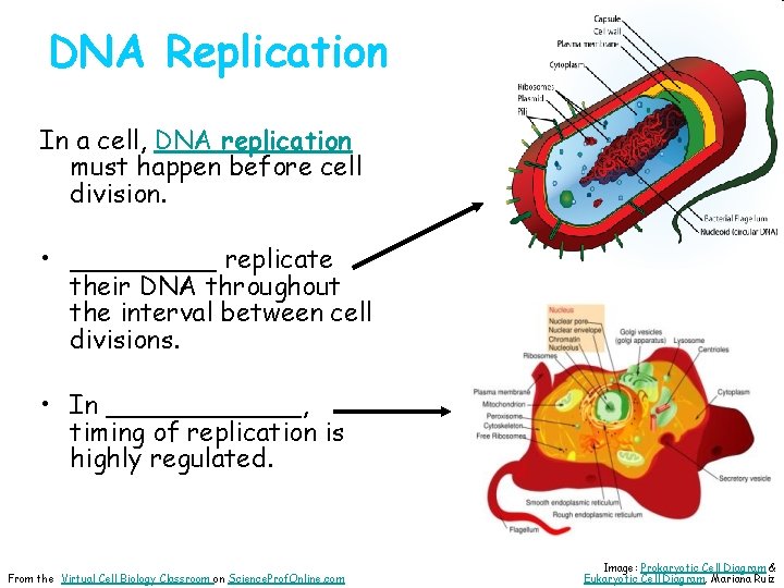 DNA Replication In a cell, DNA replication must happen before cell division. • _____