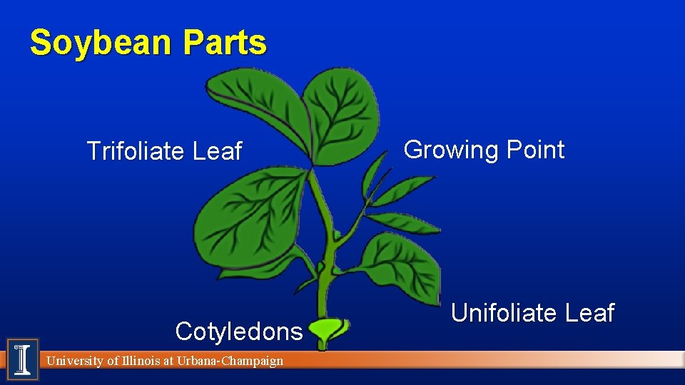 Soybean Parts Trifoliate Leaf Cotyledons University of Illinois at Urbana-Champaign Growing Point Unifoliate Leaf