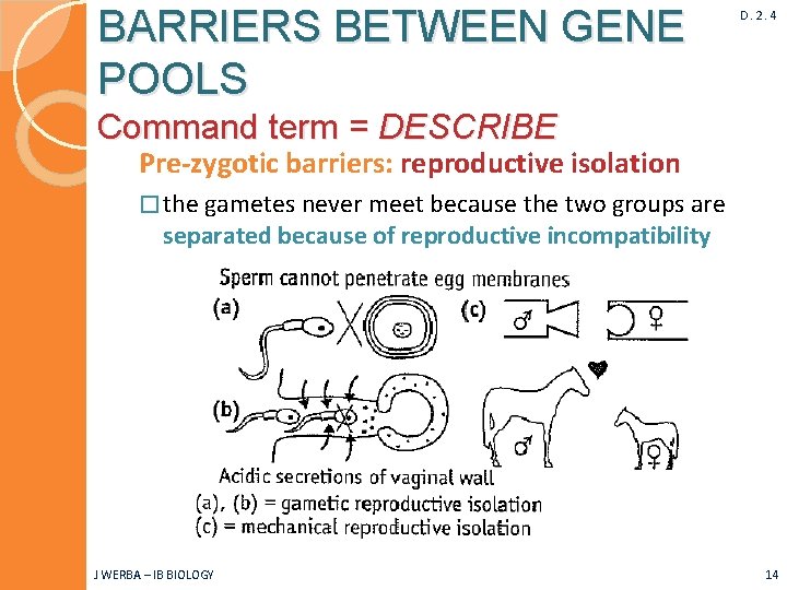 BARRIERS BETWEEN GENE POOLS D. 2. 4 Command term = DESCRIBE Pre-zygotic barriers: reproductive