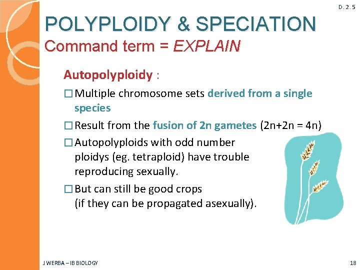 D. 2. 5 POLYPLOIDY & SPECIATION Command term = EXPLAIN Autopolyploidy : � Multiple