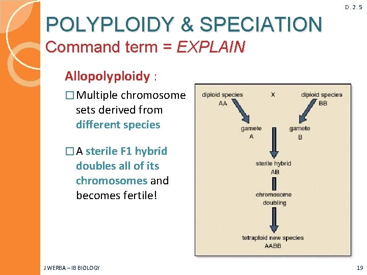 D. 2. 5 POLYPLOIDY & SPECIATION Command term = EXPLAIN Allopolyploidy : � Multiple