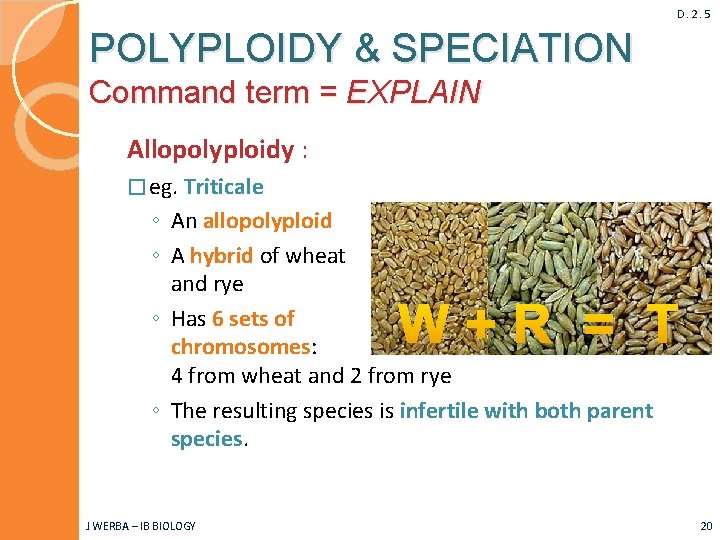 D. 2. 5 POLYPLOIDY & SPECIATION Command term = EXPLAIN Allopolyploidy : � eg.