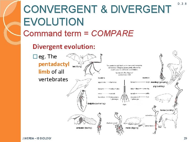 CONVERGENT & DIVERGENT EVOLUTION D. 2. 8 Command term = COMPARE Divergent evolution: �