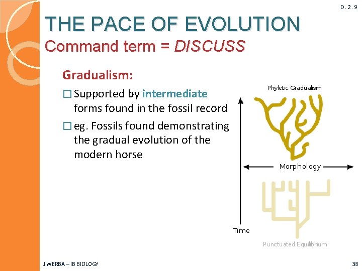 D. 2. 9 THE PACE OF EVOLUTION Command term = DISCUSS Gradualism: � Supported