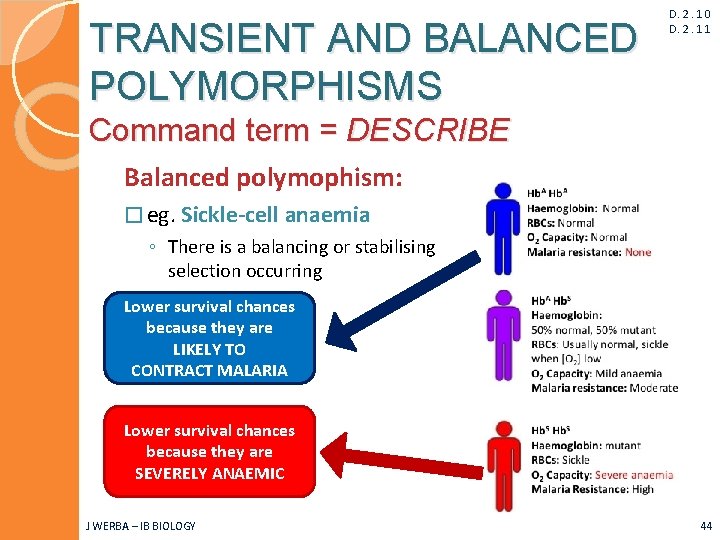 TRANSIENT AND BALANCED POLYMORPHISMS D. 2. 10 D. 2. 11 Command term = DESCRIBE