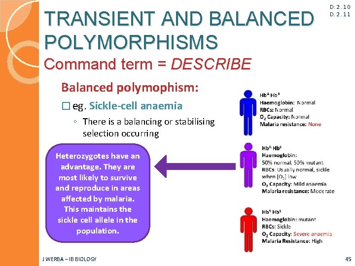 TRANSIENT AND BALANCED POLYMORPHISMS D. 2. 10 D. 2. 11 Command term = DESCRIBE