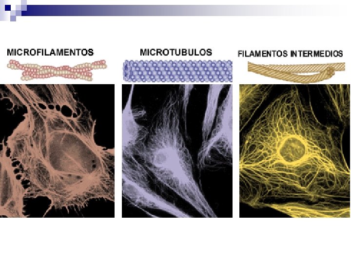 CITOESQUELETO BIOLOGIA CELULAR Prof Ana Vallejo Galleguillos citoesqueleto
