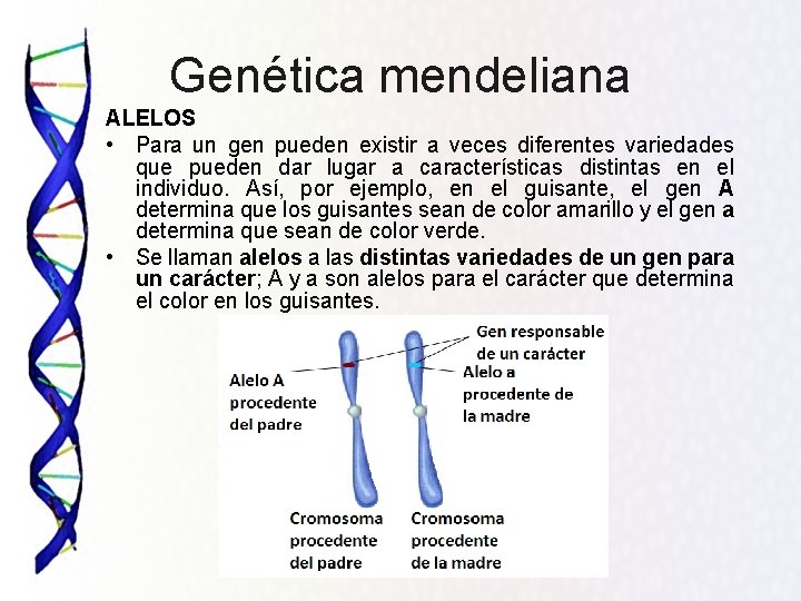 Genética mendeliana ALELOS • Para un gen pueden existir a veces diferentes variedades que