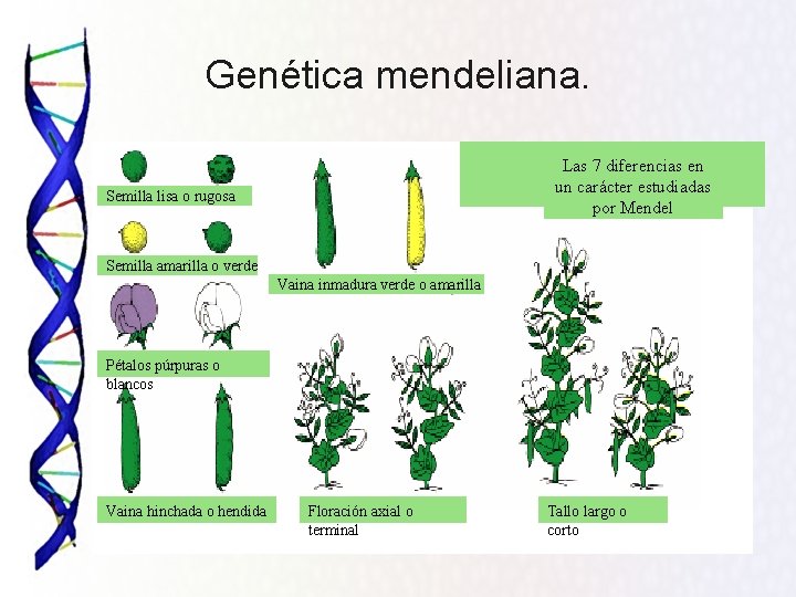 Genética mendeliana. Las 7 diferencias en un carácter estudiadas por Mendel Semilla lisa o