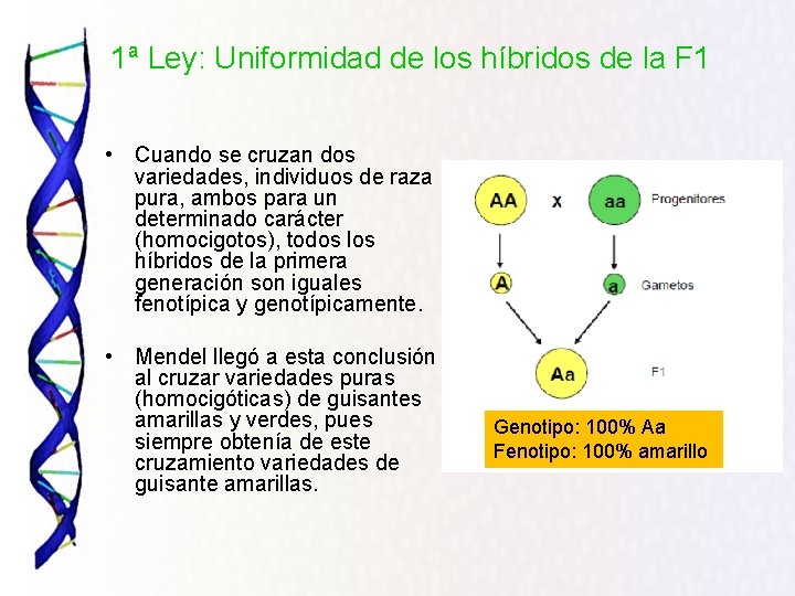 1ª Ley: Uniformidad de los híbridos de la F 1 • Cuando se cruzan