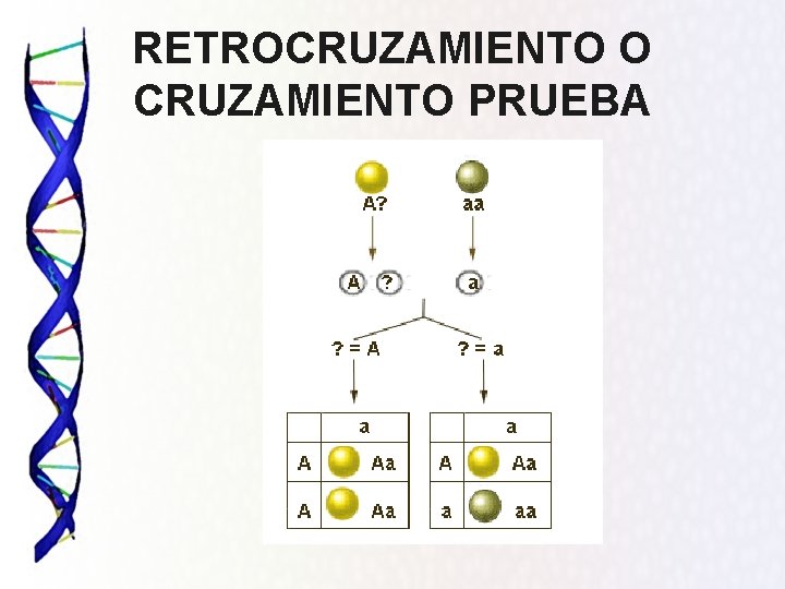 RETROCRUZAMIENTO O CRUZAMIENTO PRUEBA 