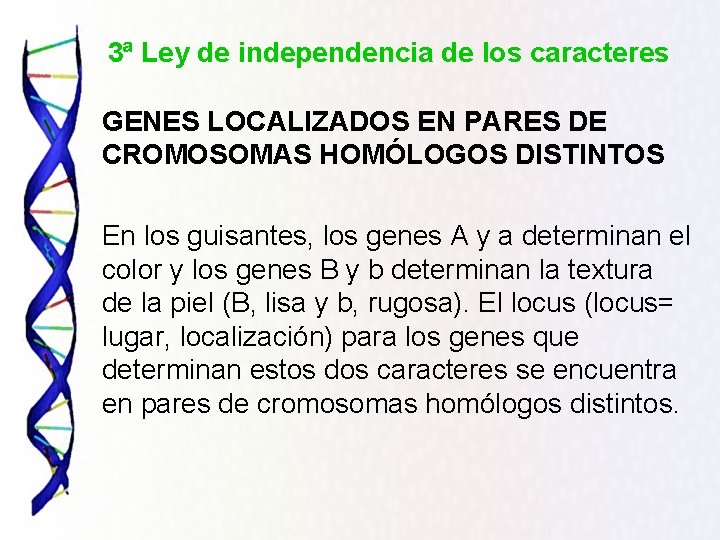 3ª Ley de independencia de los caracteres GENES LOCALIZADOS EN PARES DE CROMOSOMAS HOMÓLOGOS