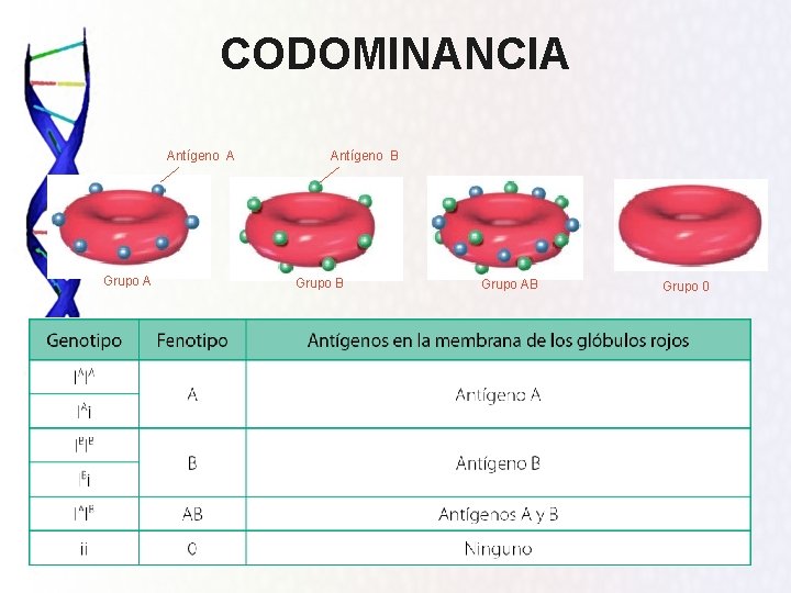 CODOMINANCIA Antígeno A Grupo A Antígeno B Grupo AB Grupo 0 