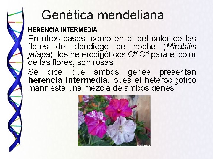 Genética mendeliana HERENCIA INTERMEDIA En otros casos, como en el del color de las