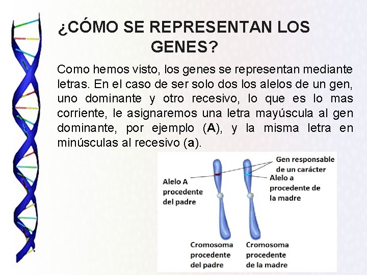 ¿CÓMO SE REPRESENTAN LOS GENES? Como hemos visto, los genes se representan mediante letras.