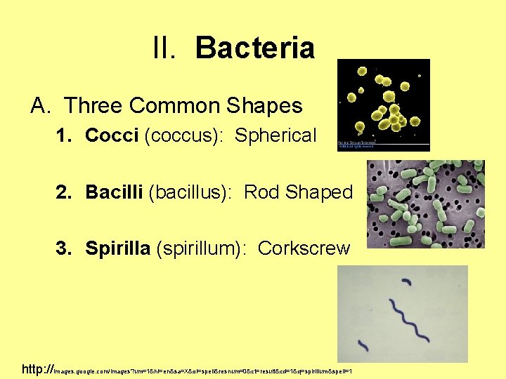 II. Bacteria A. Three Common Shapes 1. Cocci (coccus): Spherical 2. Bacilli (bacillus): Rod