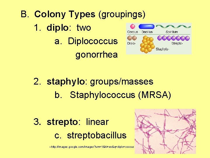 B. Colony Types (groupings) 1. diplo: two a. Diplococcus gonorrhea 2. staphylo: groups/masses b.