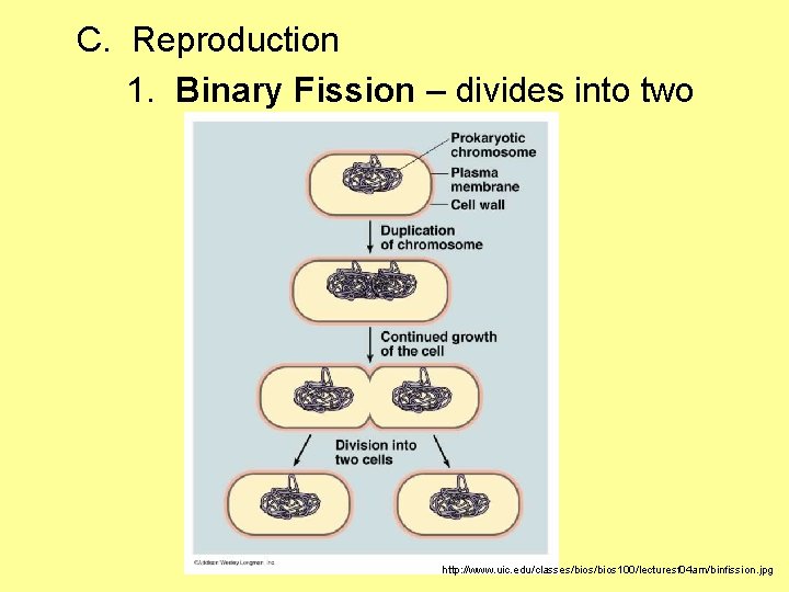 C. Reproduction 1. Binary Fission – divides into two http: //www. uic. edu/classes/bios 100/lecturesf