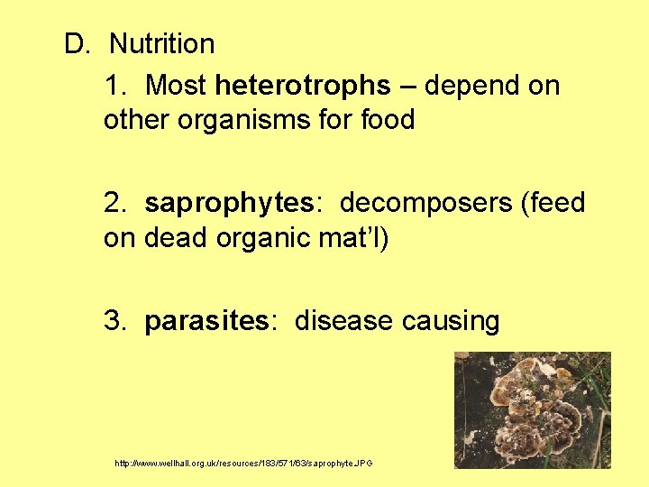D. Nutrition 1. Most heterotrophs – depend on other organisms for food 2. saprophytes: