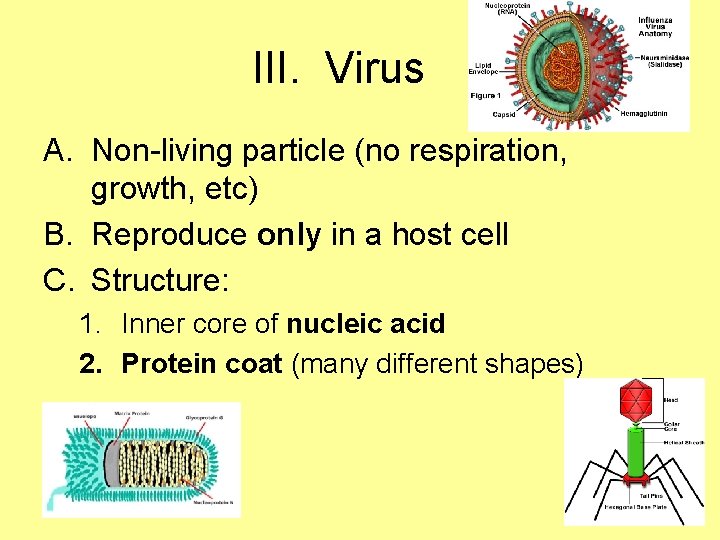 III. Virus A. Non-living particle (no respiration, growth, etc) B. Reproduce only in a