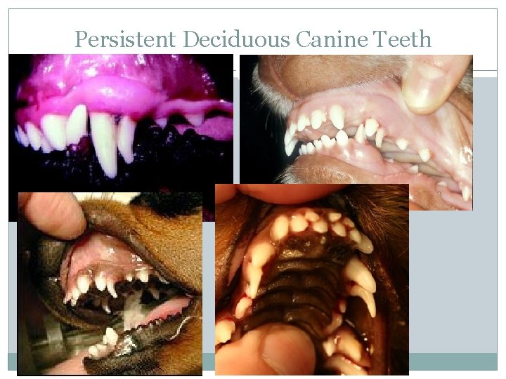 Persistent Deciduous Canine Teeth 