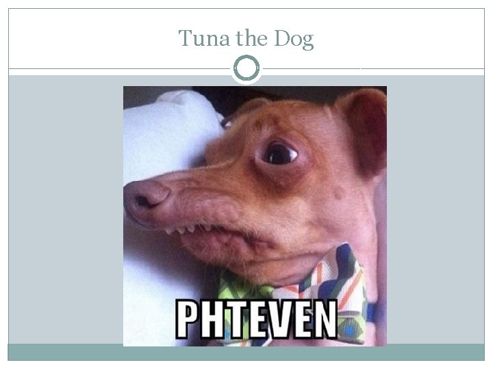 Tuna the Dog 