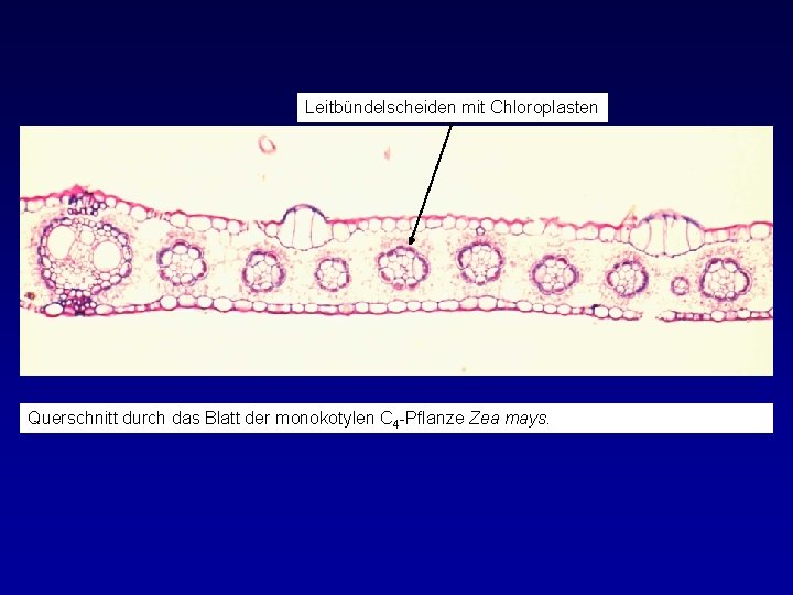 Leitbündelscheiden mit Chloroplasten Querschnitt durch das Blatt der monokotylen C 4 -Pflanze Zea mays.