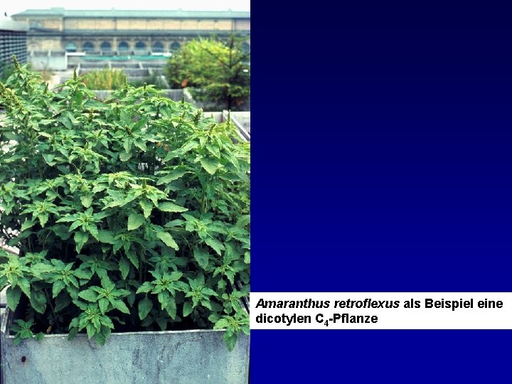 Amaranthus retroflexus als Beispiel eine dicotylen C 4 -Pflanze 