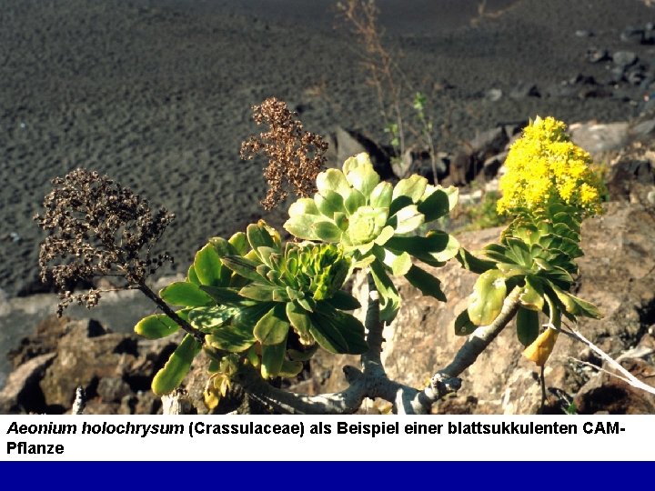 Aeonium holochrysum (Crassulaceae) als Beispiel einer blattsukkulenten CAMPflanze 