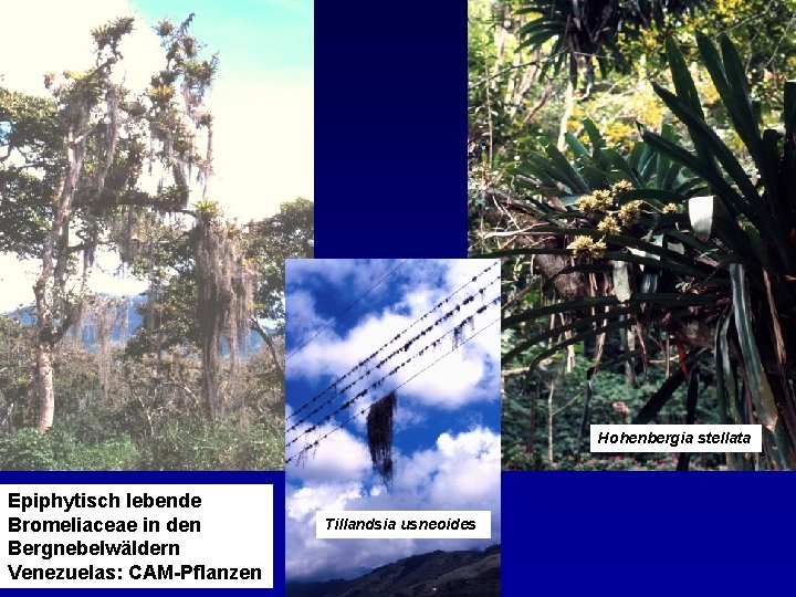 Hohenbergia stellata Epiphytisch lebende Bromeliaceae in den Bergnebelwäldern Venezuelas: CAM-Pflanzen Tillandsia usneoides 