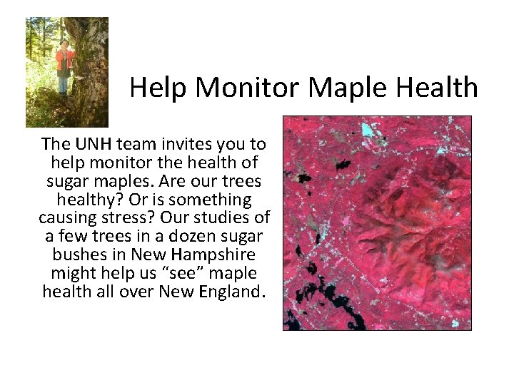 Help Monitor Maple Health The UNH team invites you to help monitor the health