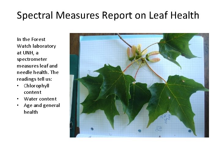 Spectral Measures Report on Leaf Health In the Forest Watch laboratory at UNH, a