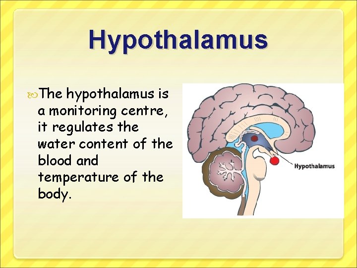 Hypothalamus The hypothalamus is a monitoring centre, it regulates the water content of the