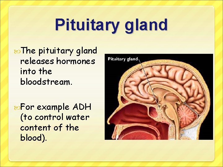 Pituitary gland The pituitary gland releases hormones into the bloodstream. For example ADH (to