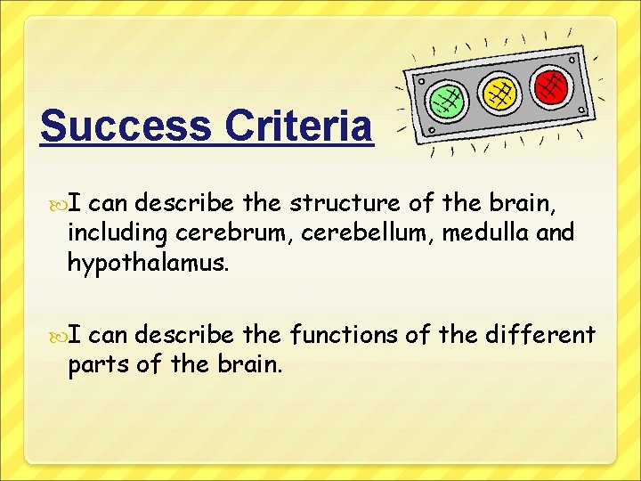 Success Criteria I can describe the structure of the brain, including cerebrum, cerebellum, medulla