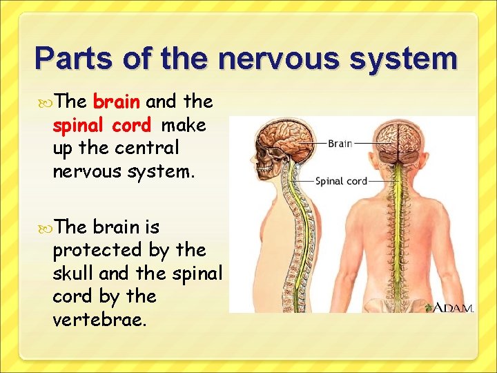 Parts of the nervous system The brain and the spinal cord make up the