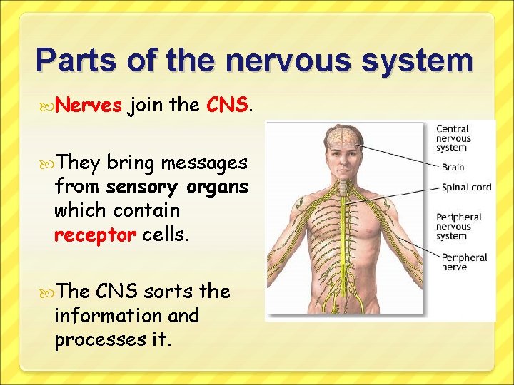 Parts of the nervous system Nerves join the CNS. They bring messages from sensory