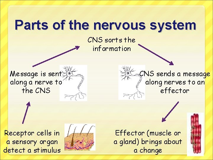 Parts of the nervous system CNS sorts the information Message is sent along a